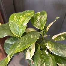 Load image into Gallery viewer, Monstera Lechleriana plant with variegated green and cream leaves in natural lighting