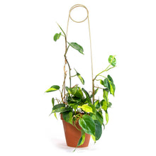 Load image into Gallery viewer, Golden metal plant stake with circular top supporting climbing vines in terracotta pot