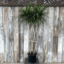 Load image into Gallery viewer, Dracaena marginata