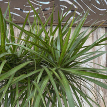 Load image into Gallery viewer, Dracaena marginata
