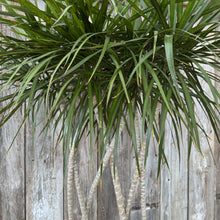 Load image into Gallery viewer, Dracaena marginata