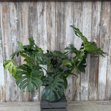 Load image into Gallery viewer, Monstera 'Cutleaf'