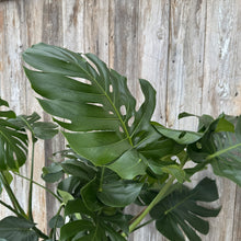 Load image into Gallery viewer, Monstera 'Cutleaf'