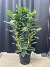 Load image into Gallery viewer, Ficus &#39;Audrey&#39;