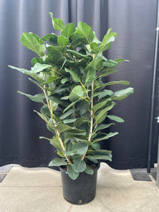 Ficus 'Audrey'