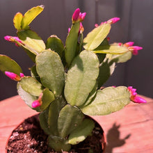Load image into Gallery viewer, Easter cactus with bright pink flower buds and flat green segmented stems in terracotta pot