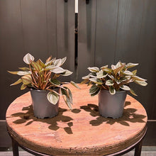 Load image into Gallery viewer, Peperomia 'Burbella'
