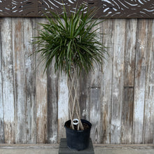Load image into Gallery viewer, Dracaena marginata