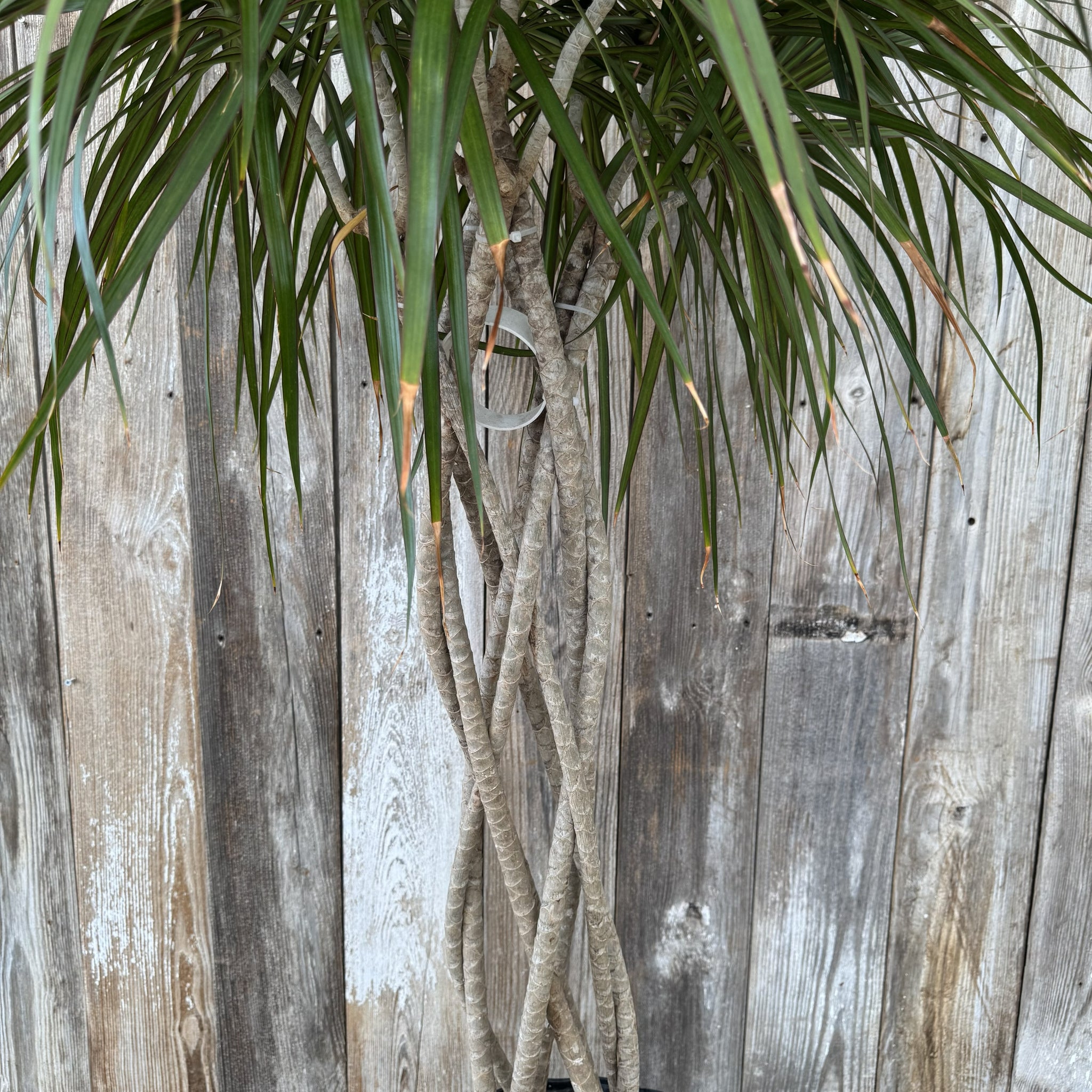 dracaena braided Dracaena Marginata