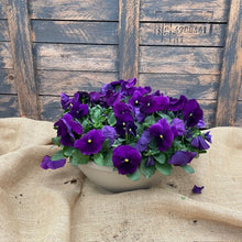 Load image into Gallery viewer, Pansy Bowl