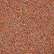 Load image into Gallery viewer, Small brown and reddish organic daikon radish seeds densely packed together