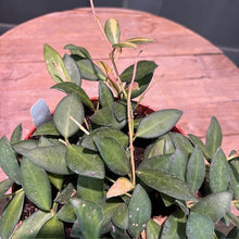 Load image into Gallery viewer, Hoya burtoniae variegata DS-70 tropical houseplant with thick green leaves in terracotta pot