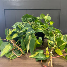 Load image into Gallery viewer, Philodendron ‘Brasil’