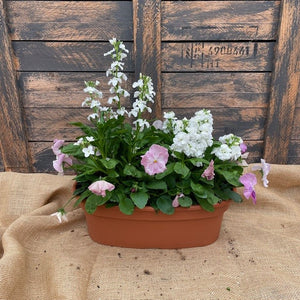 Pansy Bowl