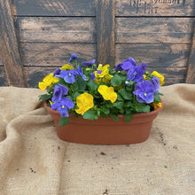 Load image into Gallery viewer, Pansy Bowl