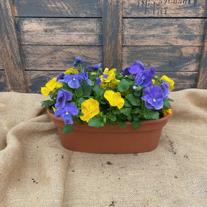 Pansy Bowl