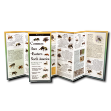 Load image into Gallery viewer, Waterproof folding identification guide showing various bee species with detailed photos and descriptions