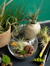 Load image into Gallery viewer, New* Airplant Terrarium Kit : Globe
