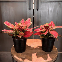 Load image into Gallery viewer, Aglaonema 'Ruby Ray'