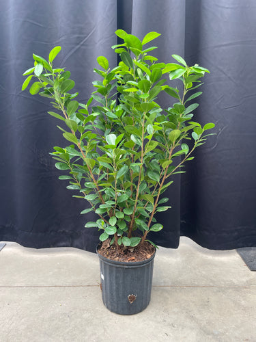 Ficus 'Moclame'