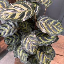 Load image into Gallery viewer, Calathea Makoyana