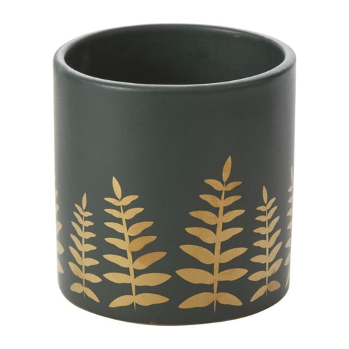 Pot Midwinter Fern