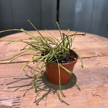 Load image into Gallery viewer, Hoya Retusa succulent plant with long thin green trailing leaves in terracotta pot