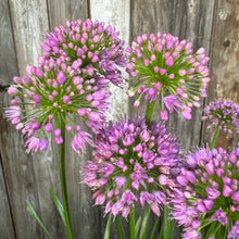 Load image into Gallery viewer, Allium Millenium