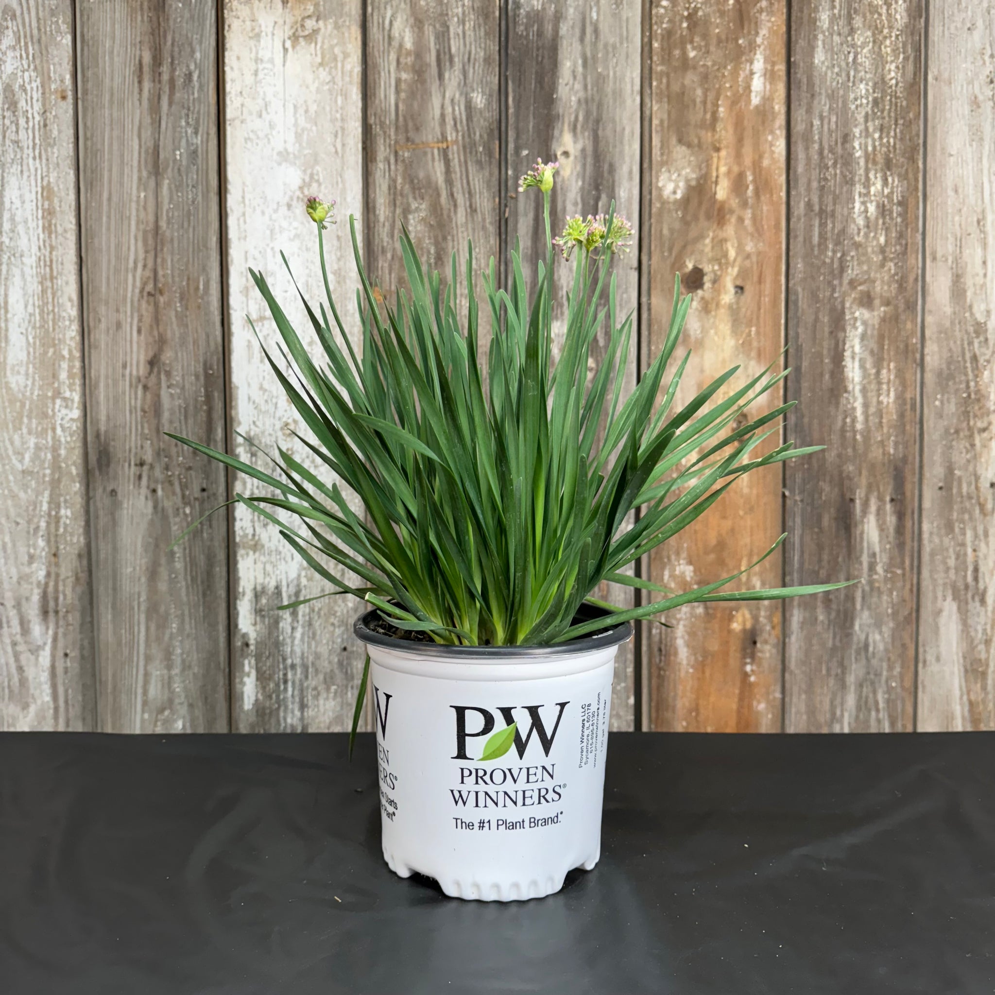 Load image into Gallery viewer, Allium Serendipity perennial plant with green grass-like foliage and small flower buds in white container