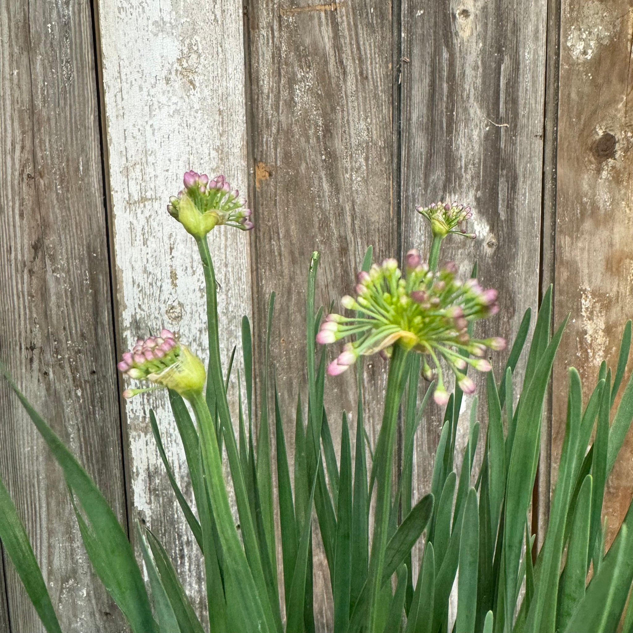 Load image into Gallery viewer, Allium Serendipity perennial plants with purple and green globe-shaped flower buds and tall stems