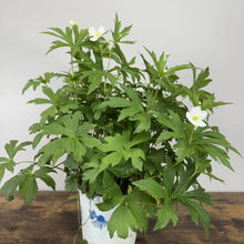 Load image into Gallery viewer, Anemone Canadian perennial plant with white flowers and green palmate leaves in decorative pot