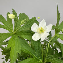 Load image into Gallery viewer, White flowering Canadian Anemone perennial plant with green palmate leaves and yellow center