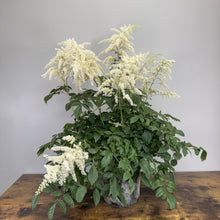 Load image into Gallery viewer, Astilbe Bridal Veil