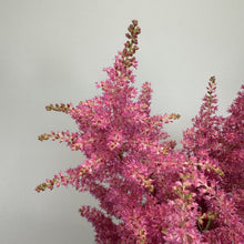 Load image into Gallery viewer, Astilbe Rheinland