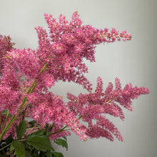Load image into Gallery viewer, Astilbe Rheinland