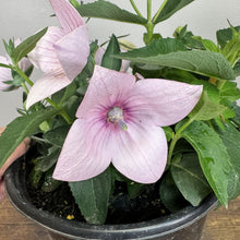Load image into Gallery viewer, Balloon Flower Astra Pink