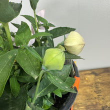 Load image into Gallery viewer, Balloon Flower Astra Pink