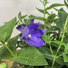 Load image into Gallery viewer, Balloon Flower Astra Blue
