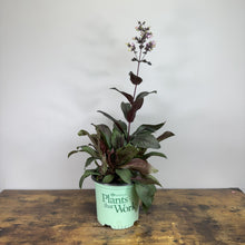 Load image into Gallery viewer, Beardtongue Dakota Burgundy