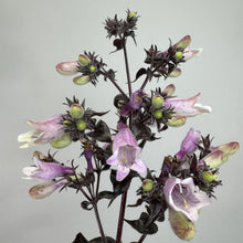 Load image into Gallery viewer, Beardtongue Dakota Burgundy