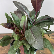 Load image into Gallery viewer, Beardtongue Dakota Burgundy