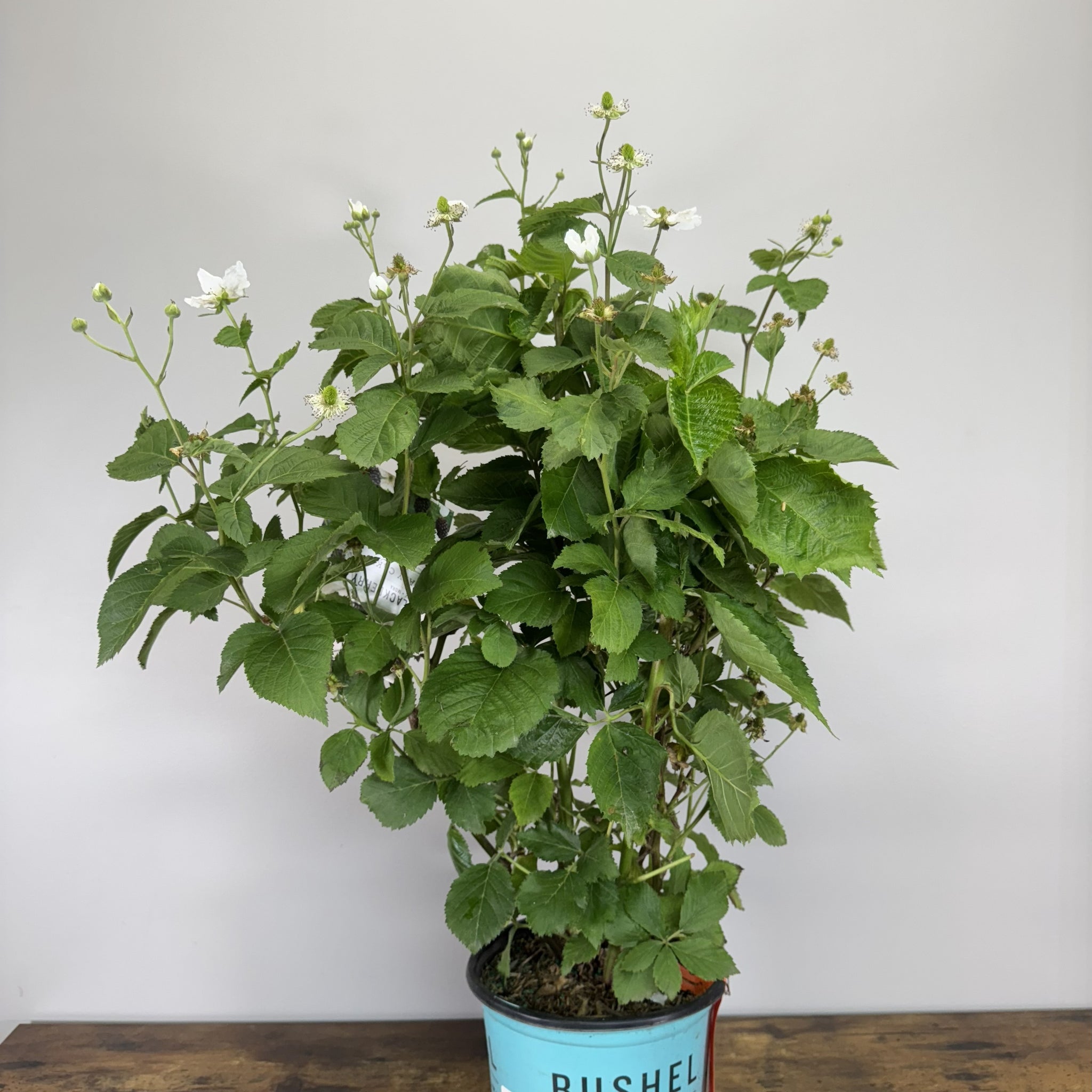 Load image into Gallery viewer, Blackberry Bushel and Berry Baby Cakes shrub with white flowers in blue pot