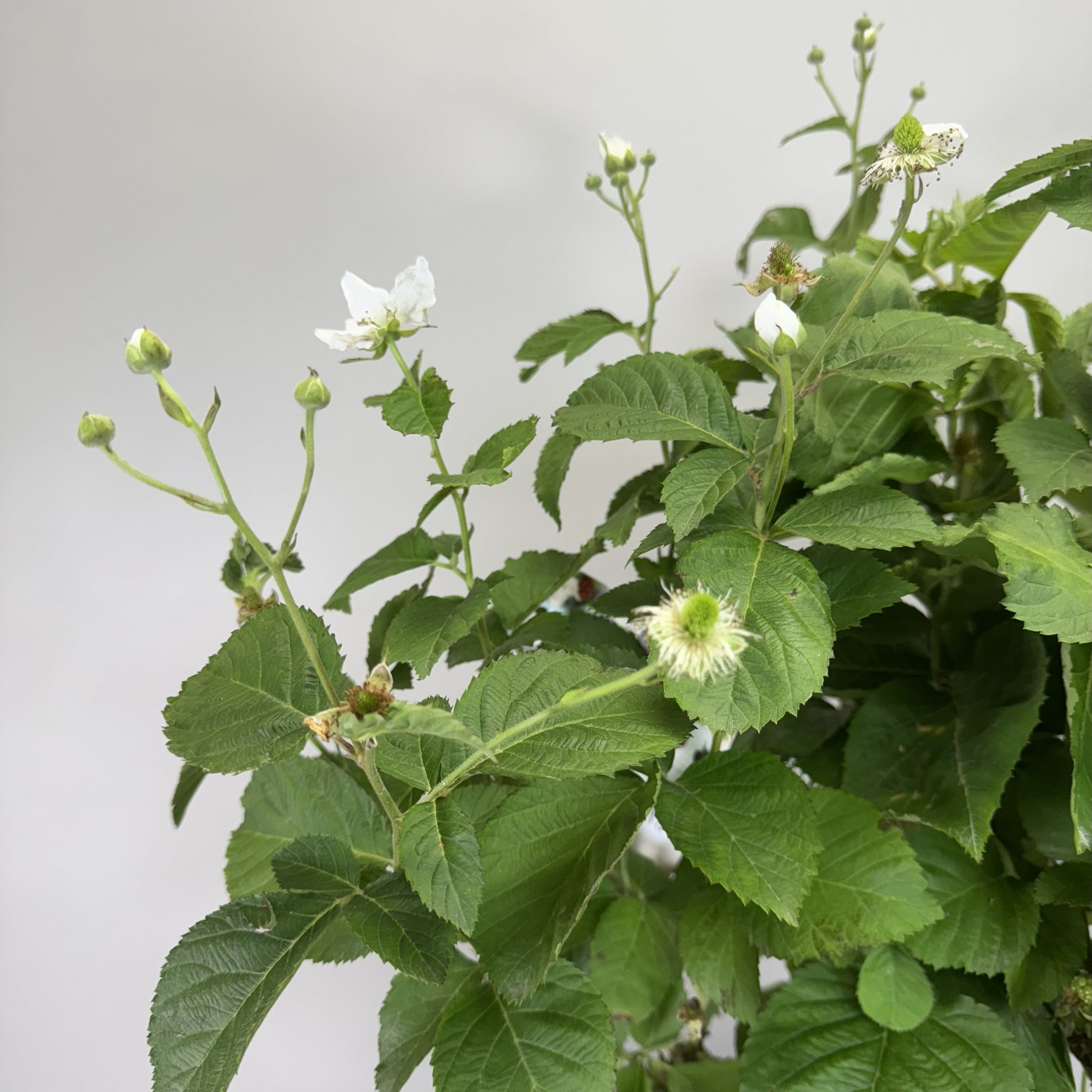 Load image into Gallery viewer, Blackberry bush with white flowers, green serrated leaves, and developing fruit buds