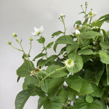 Load image into Gallery viewer, Blackberry Bushel and Berry Baby Cakes