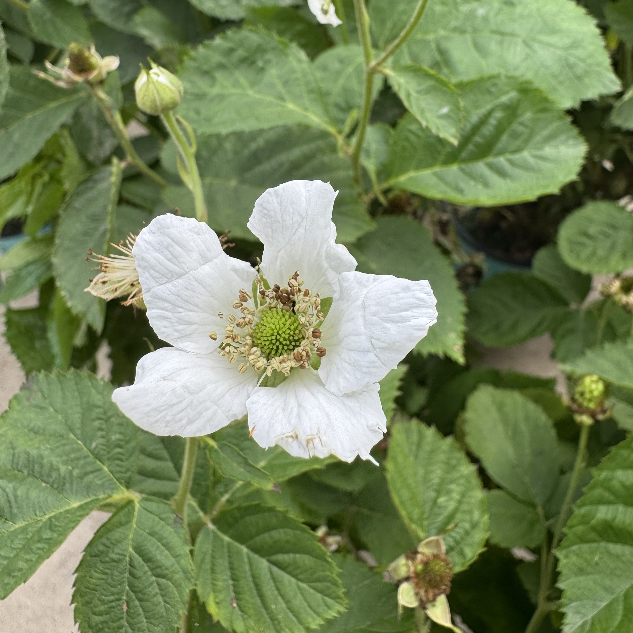 Load image into Gallery viewer, White flowering blackberry bush with green serrated leaves and visible buds