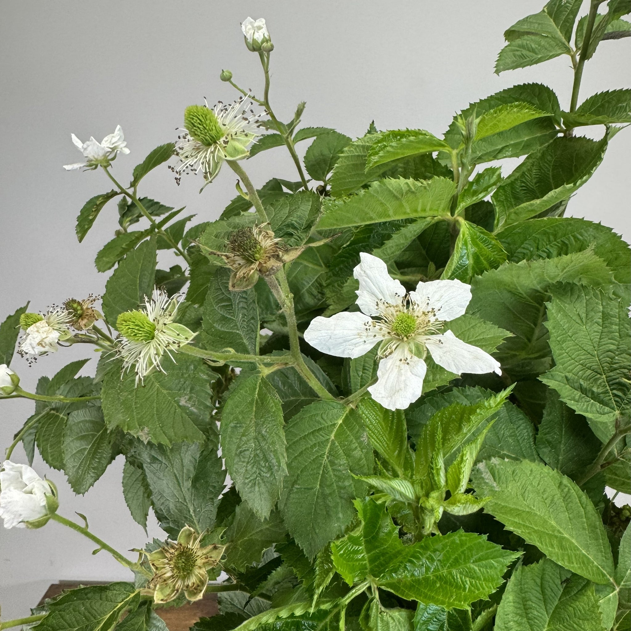 Load image into Gallery viewer, Blackberry plant with white flowers and serrated green leaves in various bloom stages