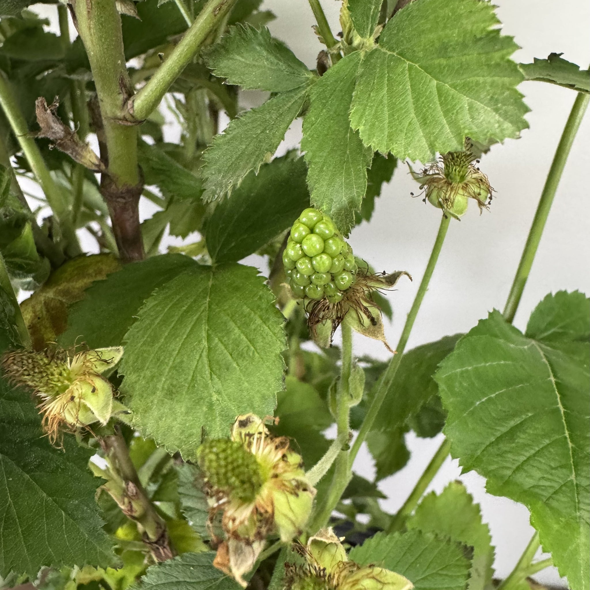 Load image into Gallery viewer, Blackberry plant with green unripe berries and serrated leaves growing on stems