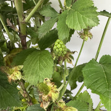 Load image into Gallery viewer, Blackberry Bushel and Berry Baby Cakes