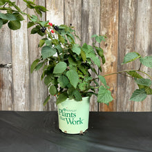 Load image into Gallery viewer, Blackberry Triple Crown