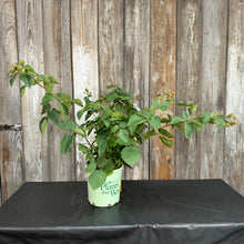 Load image into Gallery viewer, Blackberry Triple Crown